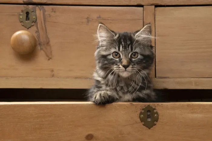 Framed Print : CAT. Brown tabby kitten ( 12 weeks old ) sitting an old chest of draws looking out Framed Print : CAT. Brown tabby kitten ( 12 weeks old ) sitting an old chest of draws looking out