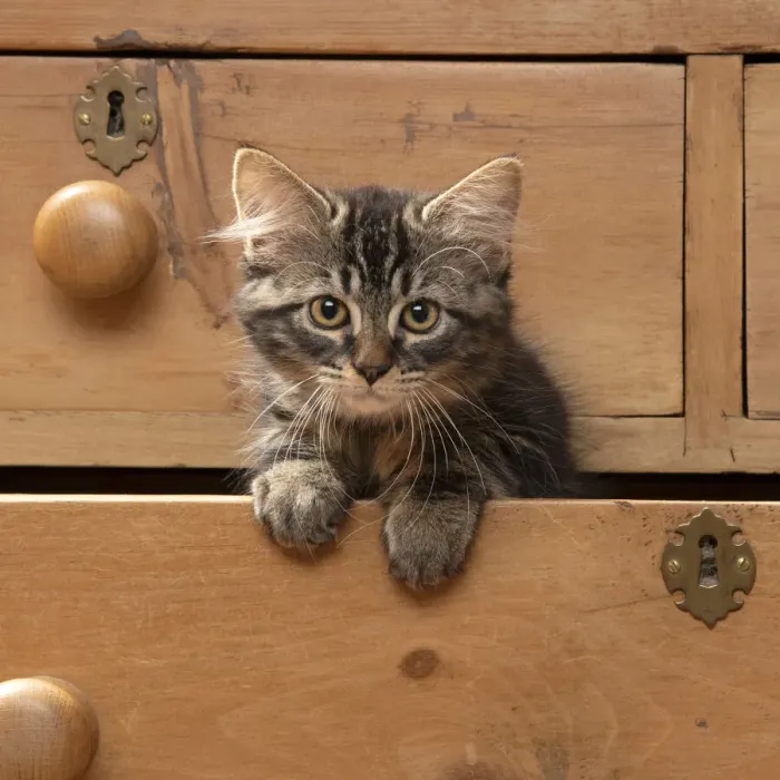 Framed Print : CAT. Brown tabby kitten ( 12 weeks old ) sitting an old chest of draws looking out Framed Print : CAT. Brown tabby kitten ( 12 weeks old ) sitting an old chest of draws looking out