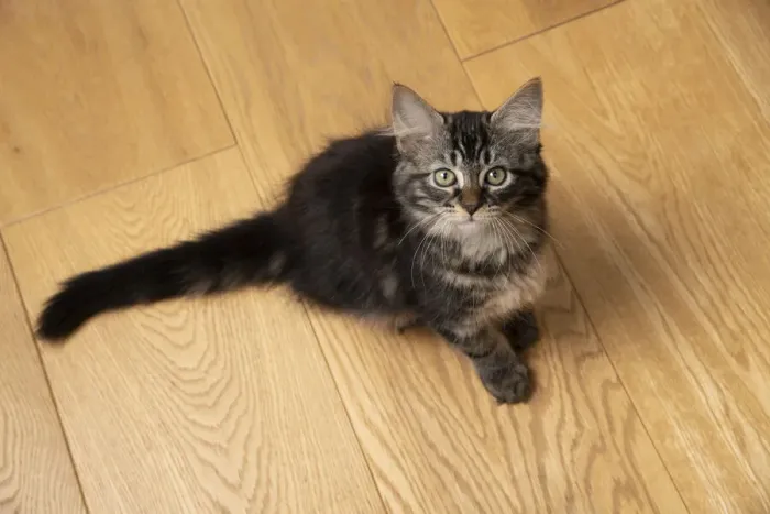 Framed Print : CAT. Brown tabby kitten ( 12 weeks old ) sitting on a wooden floor, looking up Framed Print : CAT. Brown tabby kitten ( 12 weeks old ) sitting on a wooden floor, looking up
