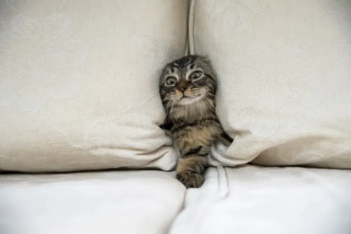 Framed Print : CAT. Brown tabby kitten ( 12 weeks old ) squeezing between cushions on a sofa Framed Print : CAT. Brown tabby kitten ( 12 weeks old ) squeezing between cushions on a sofa