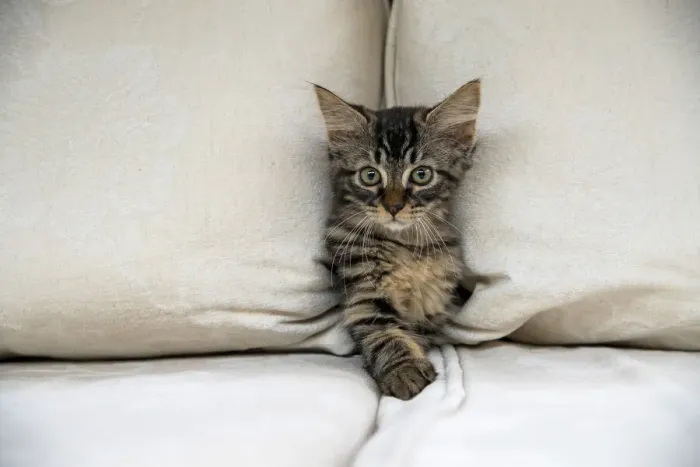 Framed Print : CAT. Brown tabby kitten ( 12 weeks old ) squeezing between cushions on a sofa Framed Print : CAT. Brown tabby kitten ( 12 weeks old ) squeezing between cushions on a sofa