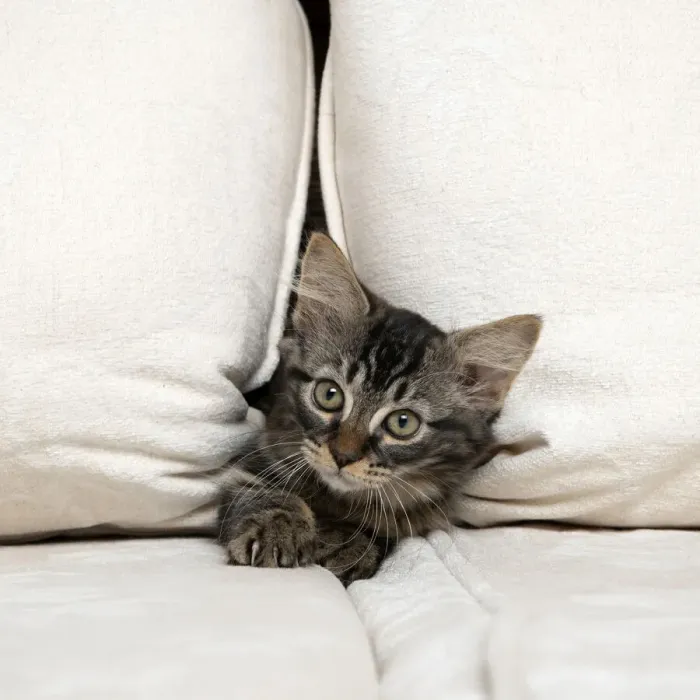Framed Print : CAT. Brown tabby kitten ( 12 weeks old ) squeezing between cushions on a sofa Framed Print : CAT. Brown tabby kitten ( 12 weeks old ) squeezing between cushions on a sofa