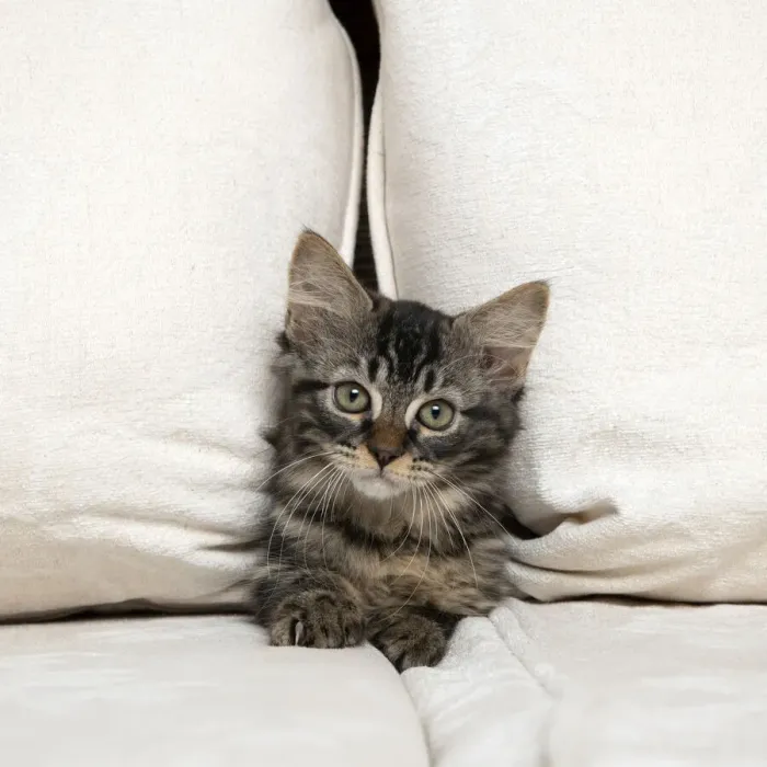 Framed Print : CAT. Brown tabby kitten ( 12 weeks old ) squeezing between cushions on a sofa Framed Print : CAT. Brown tabby kitten ( 12 weeks old ) squeezing between cushions on a sofa