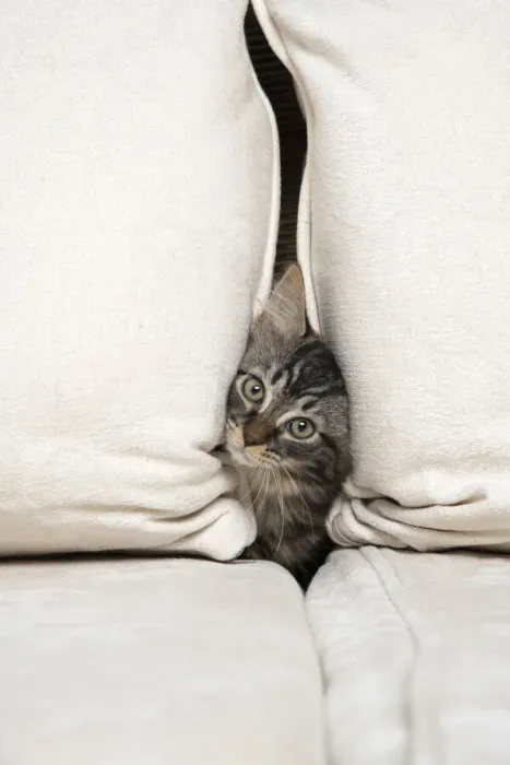 Framed Print : CAT. Brown tabby kitten ( 12 weeks old ) squeezing between cushions on a sofa Framed Print : CAT. Brown tabby kitten ( 12 weeks old ) squeezing between cushions on a sofa