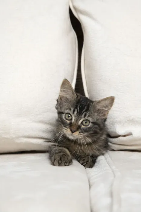 Framed Print : CAT. Brown tabby kitten ( 12 weeks old ) squeezing between cushions on a sofa Framed Print : CAT. Brown tabby kitten ( 12 weeks old ) squeezing between cushions on a sofa