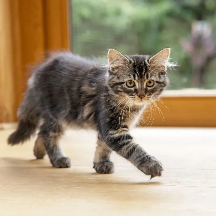 Framed Print : CAT. Brown tabby kitten ( 12 weeks old ) walking to camera ina garden room