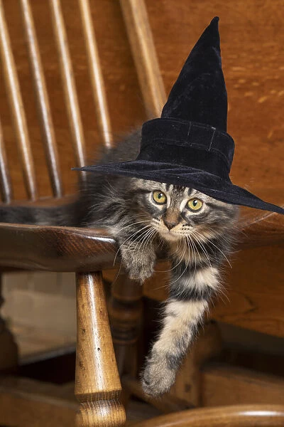 CAT. Brown tabby kitten wearing a black witch hat sitting in a chair