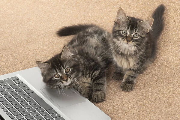 CAT. brown tabby Kittens x2 ( 10 weeks old ) laying together on the floor, looking up from a laptop
