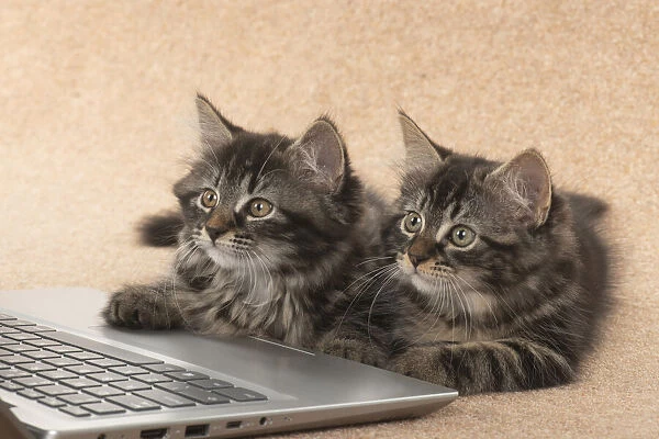 CAT. brown tabby Kittens x2 ( 10 weeks old ) laying together on the floor, looking up at a laptop screen