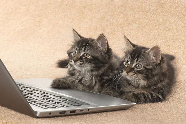 CAT. brown tabby Kittens x2 ( 10 weeks old ) laying together on the floor, looking up at a laptop screen