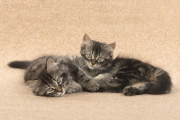 CAT. brown tabby Kittens x2 ( 10 weeks old ) laying together on the floor, looking up