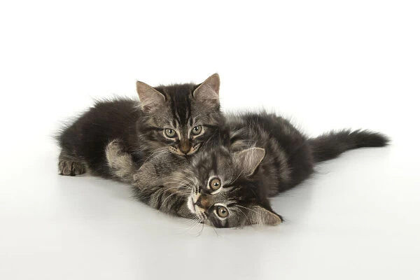 CAT. brown tabby Kittens x2 ( 10 weeks old ) laying together on the floor, looking up. studio, white background