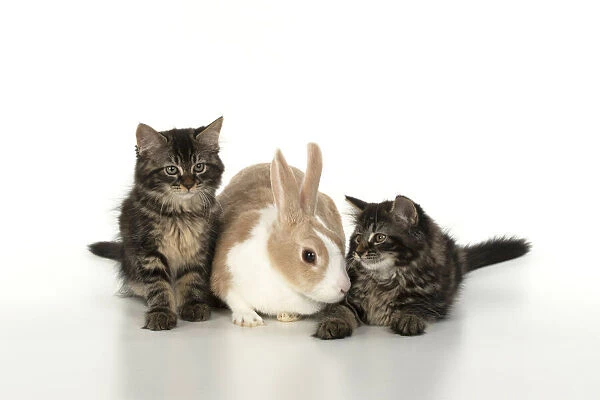 CAT. brown tabby Kittens, x2 ( 10 weeks old ) sitting with with a dutch rabbit, studio, white background