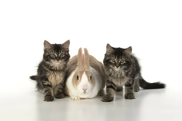 CAT. brown tabby Kittens, x2 ( 10 weeks old ) sitting with with a dutch rabbit, studio, white background