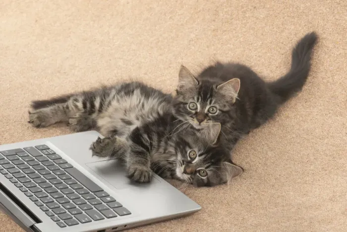 Framed Print : CAT. brown tabby Kittens x2 ( 10 weeks old ) laying together on the floor, looking up from a laptop Framed Print : CAT. brown tabby Kittens x2 ( 10 weeks old ) laying together on the floor, looking up from a laptop