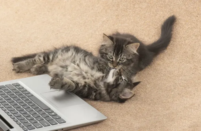 Framed Print : CAT. brown tabby Kittens x2 ( 10 weeks old ) laying together on the floor, looking up from a laptop Framed Print : CAT. brown tabby Kittens x2 ( 10 weeks old ) laying together on the floor, looking up from a laptop