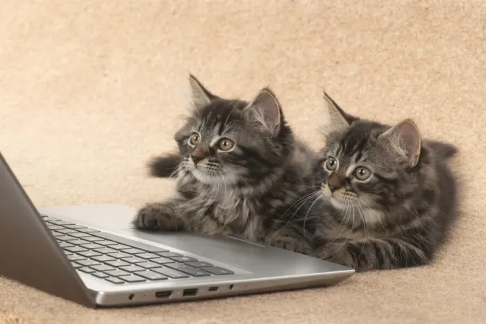 Framed Print : CAT. brown tabby Kittens x2 ( 10 weeks old ) laying together on the floor, looking up at a laptop screen Framed Print : CAT. brown tabby Kittens x2 ( 10 weeks old ) laying together on the floor, looking up at a laptop screen