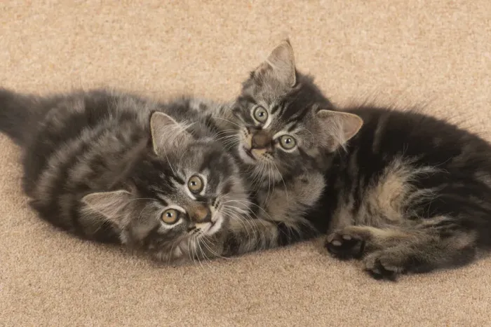 Framed Print : CAT. brown tabby Kittens x2 ( 10 weeks old ) laying together on the floor, looking up Framed Print : CAT. brown tabby Kittens x2 ( 10 weeks old ) laying together on the floor, looking up