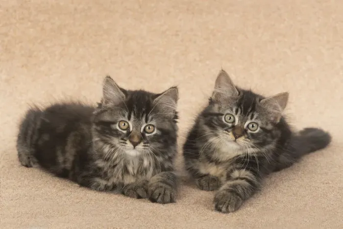 Framed Print : CAT. brown tabby Kittens x2 ( 10 weeks old ) laying together on the floor, looking up Framed Print : CAT. brown tabby Kittens x2 ( 10 weeks old ) laying together on the floor, looking up