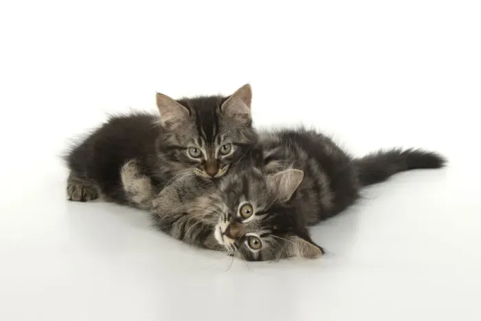 Framed Print : CAT. brown tabby Kittens x2 ( 10 weeks old ) laying together on the floor, looking up. studio, white background Framed Print : CAT. brown tabby Kittens x2 ( 10 weeks old ) laying together on the floor, looking up. studio, white background