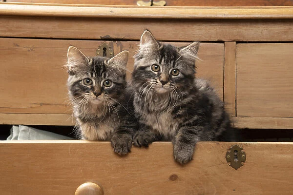 CAT. Brown tabby kittens, x2 ( 12 weeks old ) sitting an old chest of draws looking out