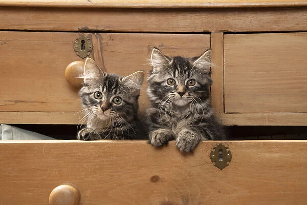 CAT. Brown tabby kittens, x2 ( 12 weeks old ) sitting an old chest of draws looking out