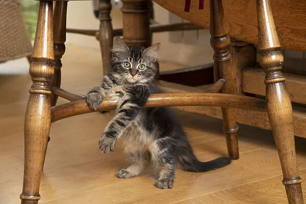 CAT. Brown tabby kittens, x2 ( 12 weeks old ) sitting under an old oak kitchen chair