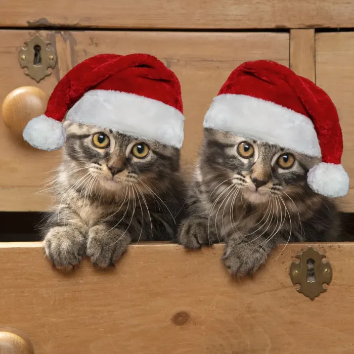 Framed Print : CAT. Brown tabby kittens, x2 ( 12 weeks old ) sitting an old chest of draws looking out Framed Print : CAT. Brown tabby kittens, x2 ( 12 weeks old ) sitting an old chest of draws looking out