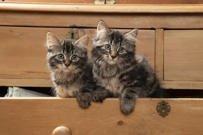 Framed Print : CAT. Brown tabby kittens, x2 ( 12 weeks old ) sitting an old chest of draws looking out