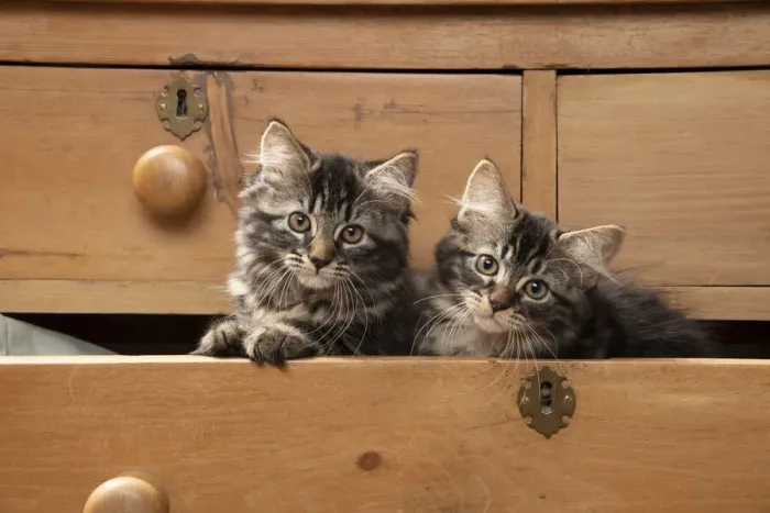 Framed Print : CAT. Brown tabby kittens, x2 ( 12 weeks old ) sitting an old chest of draws looking out Framed Print : CAT. Brown tabby kittens, x2 ( 12 weeks old ) sitting an old chest of draws looking out