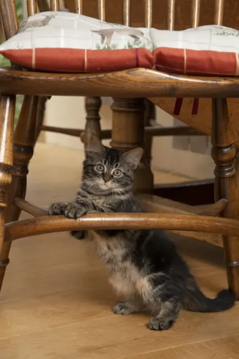 Framed Print : CAT. Brown tabby kittens, x2 ( 12 weeks old ) sitting under an old oak kitchen chair Framed Print : CAT. Brown tabby kittens, x2 ( 12 weeks old ) sitting under an old oak kitchen chair