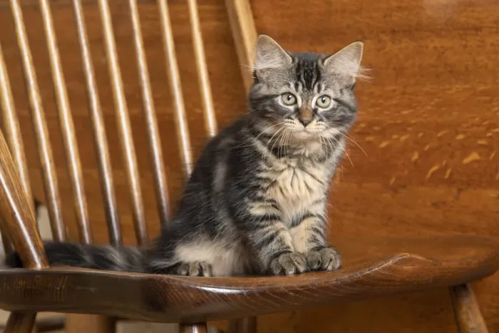 Framed Print : CAT. Brown tabby kittens, x2 ( 12 weeks old ) sitting an old oak kitchen chair