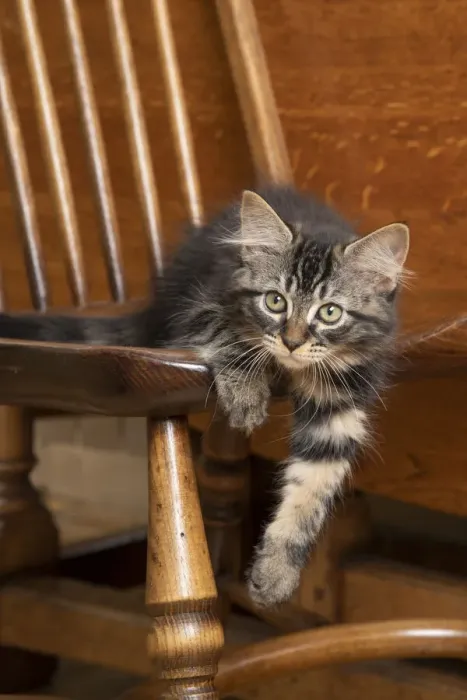 Framed Print : CAT. Brown tabby kittens, x2 ( 12 weeks old ) sitting an old oak kitchen chair Framed Print : CAT. Brown tabby kittens, x2 ( 12 weeks old ) sitting an old oak kitchen chair