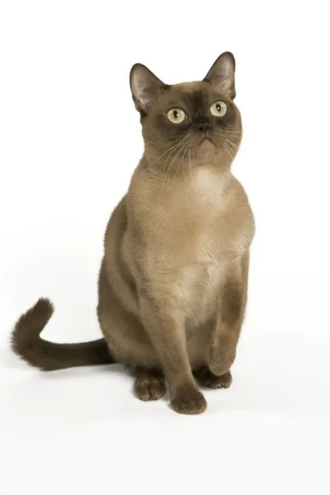 Framed Print : Cat- Burmese Americain chocolate in studio