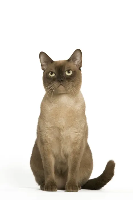 Framed Print : Cat- Burmese Americain chocolate in studio Framed Print : Cat- Burmese Americain chocolate in studio