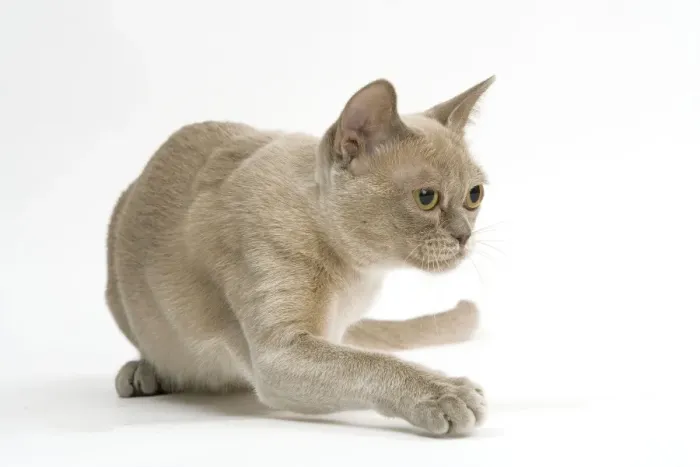 Framed Print : Cat - Burmese American lilac in studio Framed Print : Cat - Burmese American lilac in studio