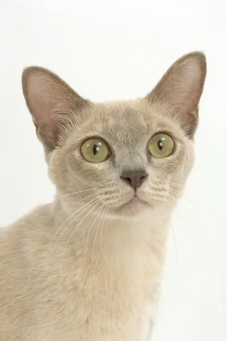 Framed Print : Cat - Burmese Lilac (creme) Framed Print : Cat - Burmese Lilac (creme)