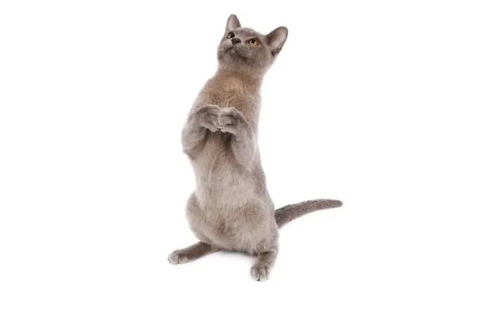Framed Print : Cat - Burnmese Lilac - leaning back on hind legs Framed Print : Cat - Burnmese Lilac - leaning back on hind legs