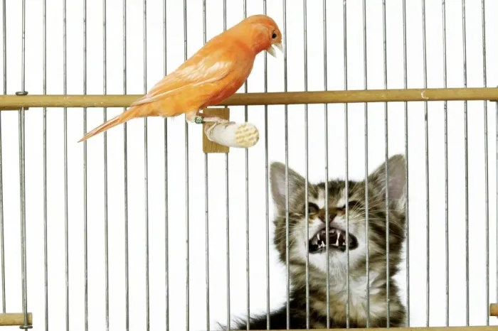 Framed Print : Cat - with caged Canary bird Framed Print : Cat - with caged Canary bird