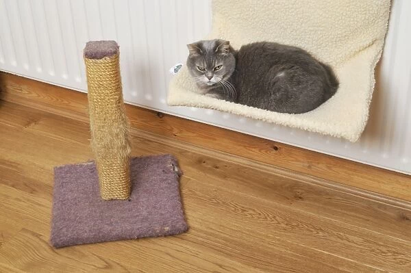 Cat - on cat bed next to scratching post