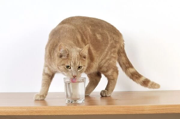 CAT. Cat drinking from a glass