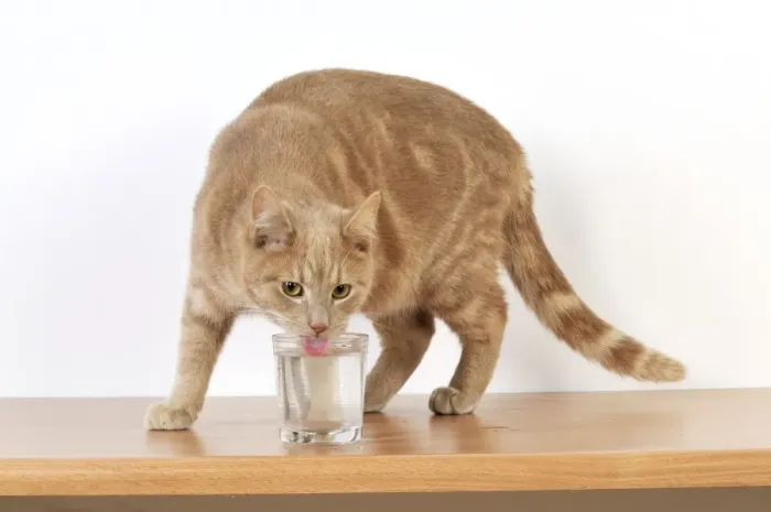 Framed Print : CAT. Cat drinking from a glass Framed Print : CAT. Cat drinking from a glass