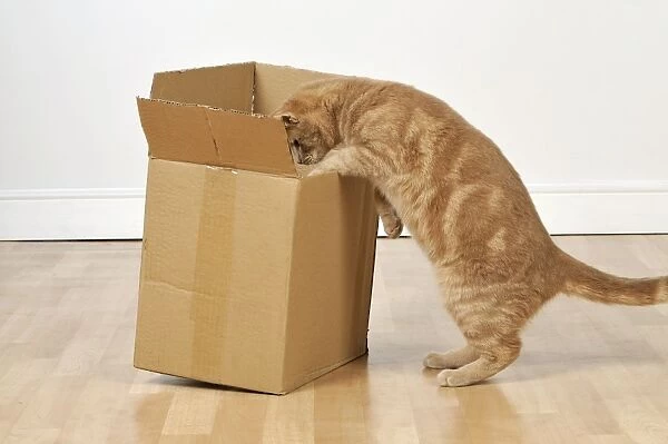 CAT. Cat exploring a cardboard box