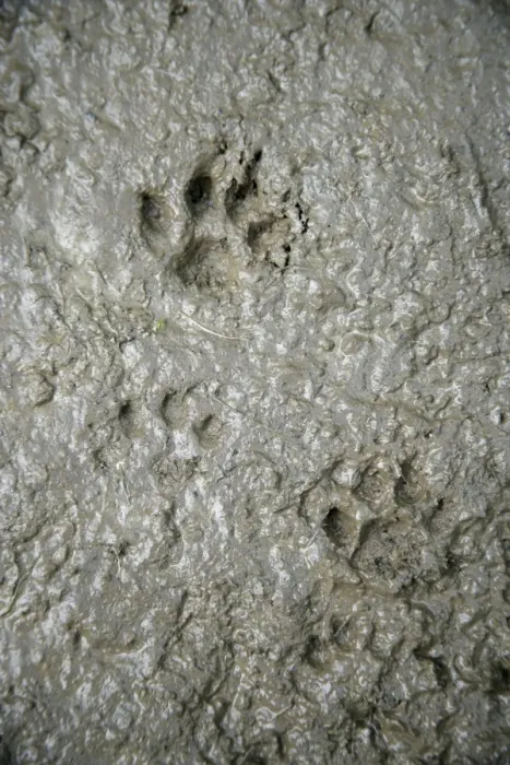 Framed Print : CAT - cat footprints in mud Framed Print : CAT - cat footprints in mud