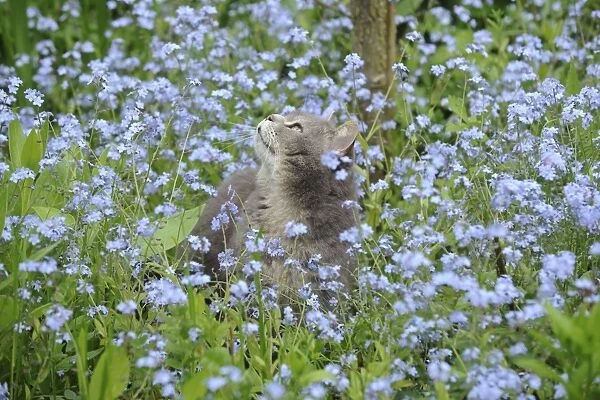 CAT. Cat in forget me nots