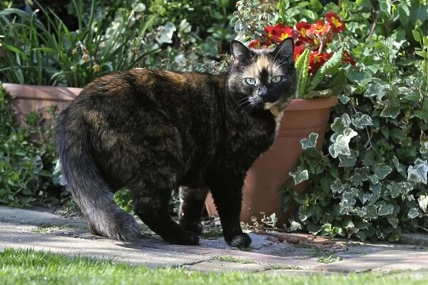 CAT. Cat in the garden