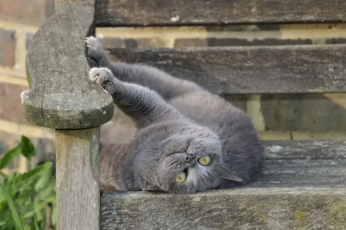 Framed Print : CAT. Cat laying on garden bench Framed Print : CAT. Cat laying on garden bench