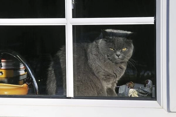 CAT. Cat looking through a window