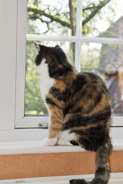 CAT. Cat looking through a window