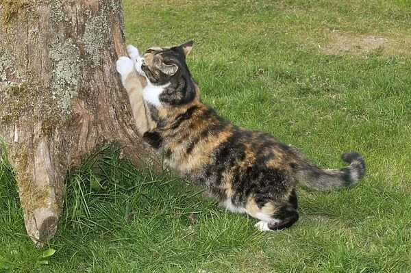 CAT. Cat scratching tree